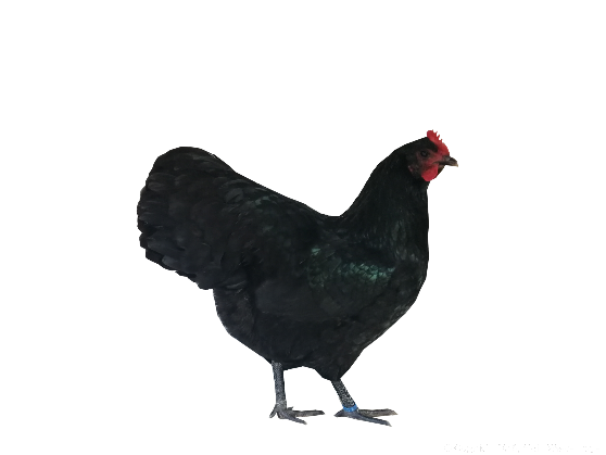 Australorp2