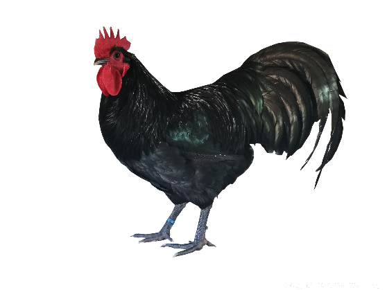australorp