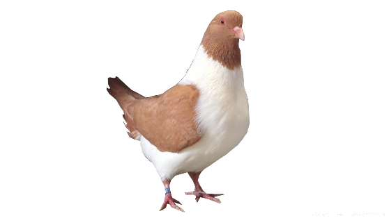 gelb
