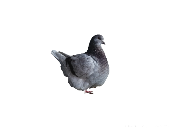 rotfahl