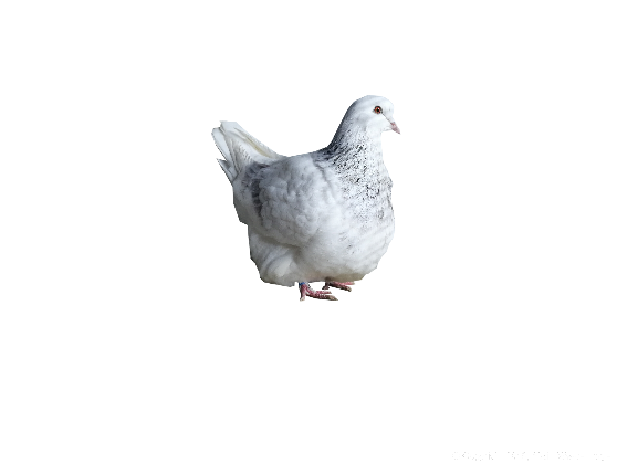 rotfahlschimmel